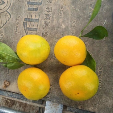 蜜桔，山坡蜜桔，皮薄肉多，规格齐全，色泽好，入口无渣