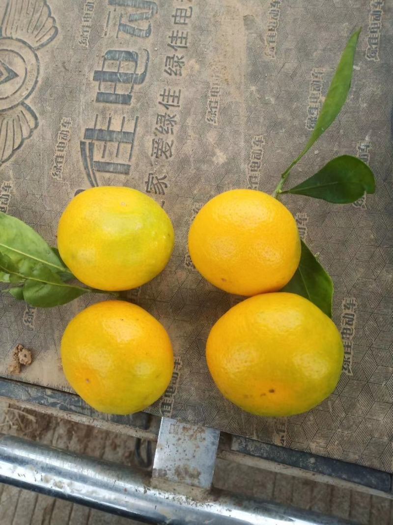 蜜桔，山坡蜜桔，皮薄肉多，规格齐全，色泽好，入口无渣