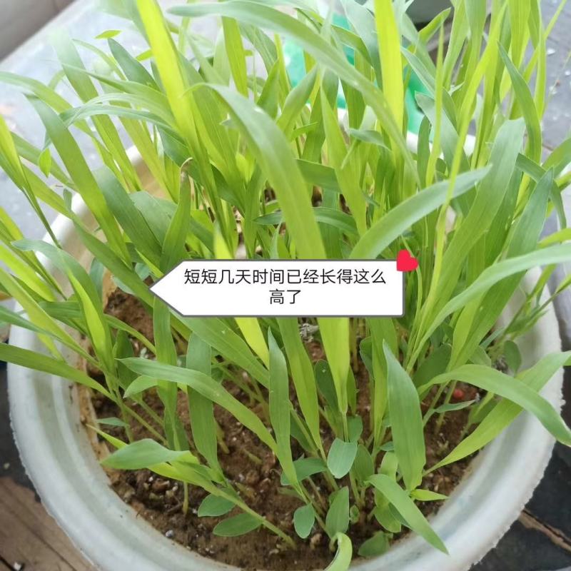 大力士进口饲用甜高粱牧草种子，进口品种