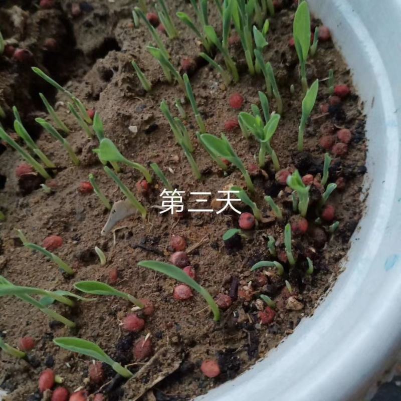 大力士进口饲用甜高粱牧草种子，进口品种