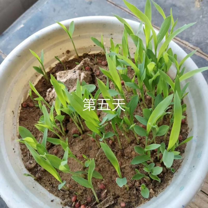 大力士进口饲用甜高粱牧草种子，进口品种