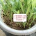 大力士进口饲用甜高粱牧草种子，进口品种