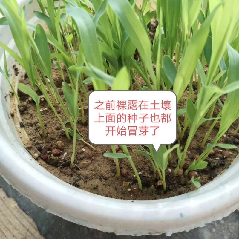 大力士进口饲用甜高粱牧草种子，进口品种