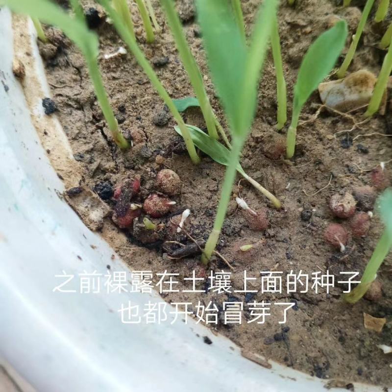 大力士进口饲用甜高粱牧草种子，进口品种