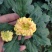 菊花基地直销量大从优