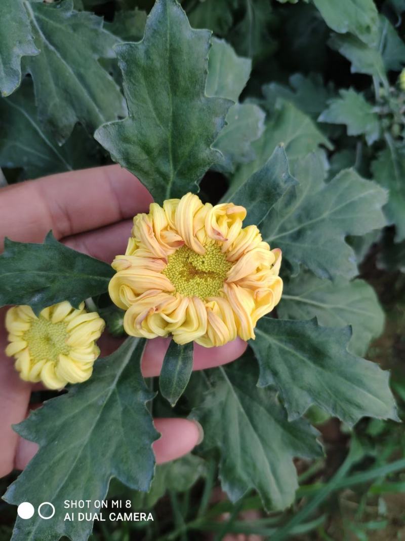 菊花基地直销量大从优