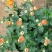菊花基地直销量大从优