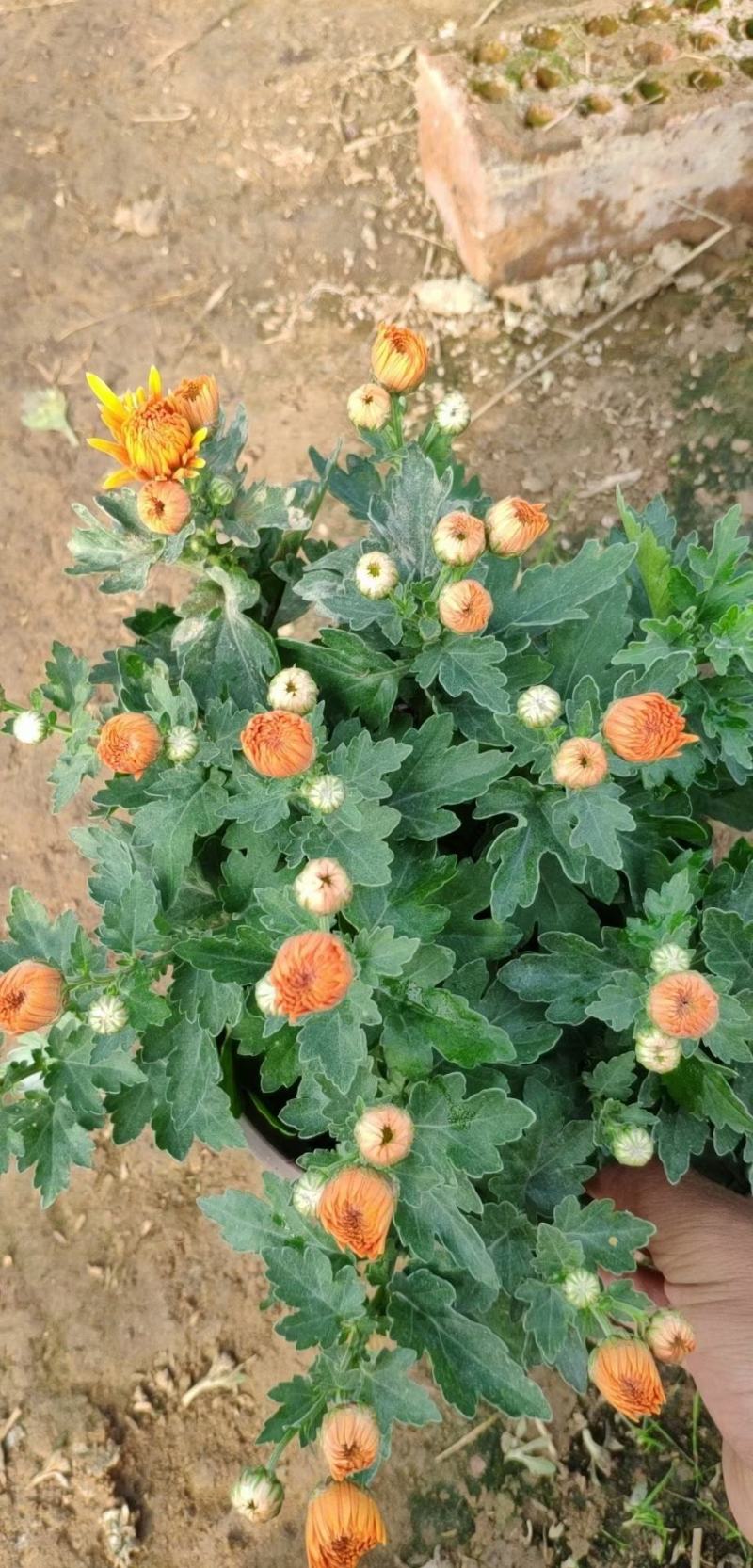 菊花基地直销量大从优