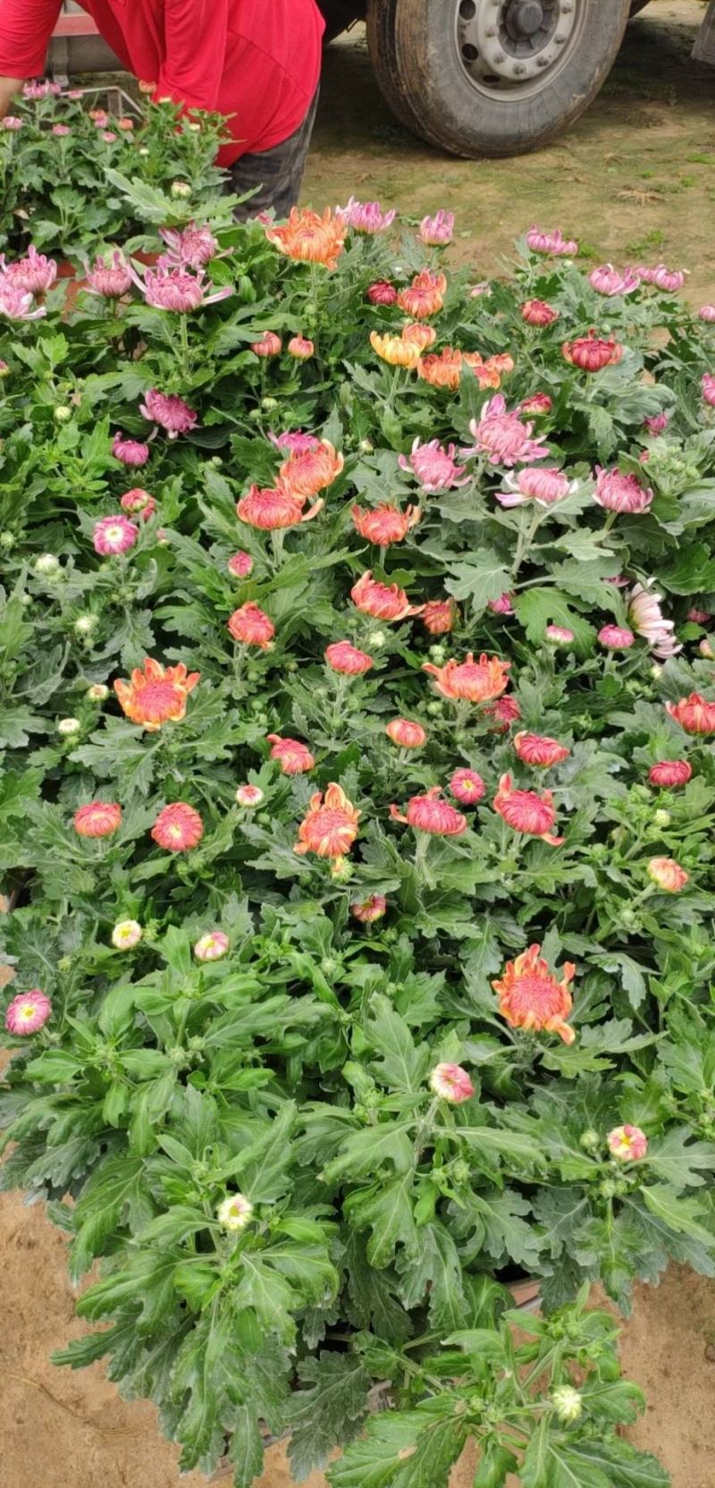 菊花基地直销量大从优