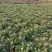 菊花基地直销量大从优