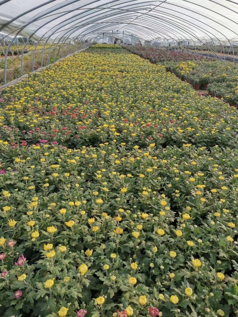 菊花基地直销量大从优