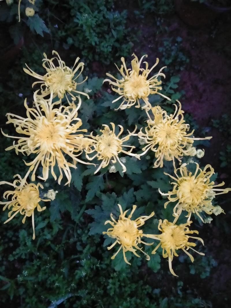 菊花基地直销量大从优