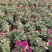 菊花基地直销量大从优