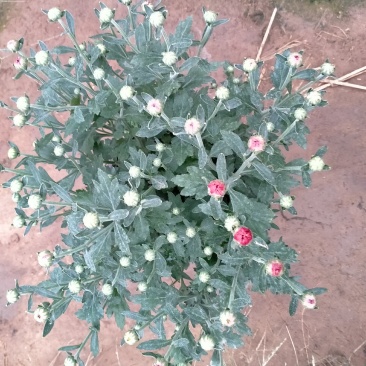 菊花基地直销量大从优