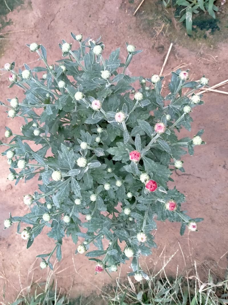 菊花基地直销量大从优