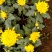菊花基地直销量大从优