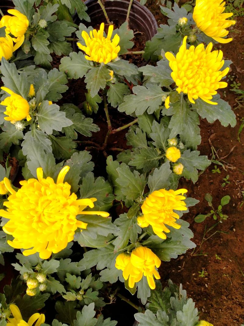 菊花基地直销量大从优