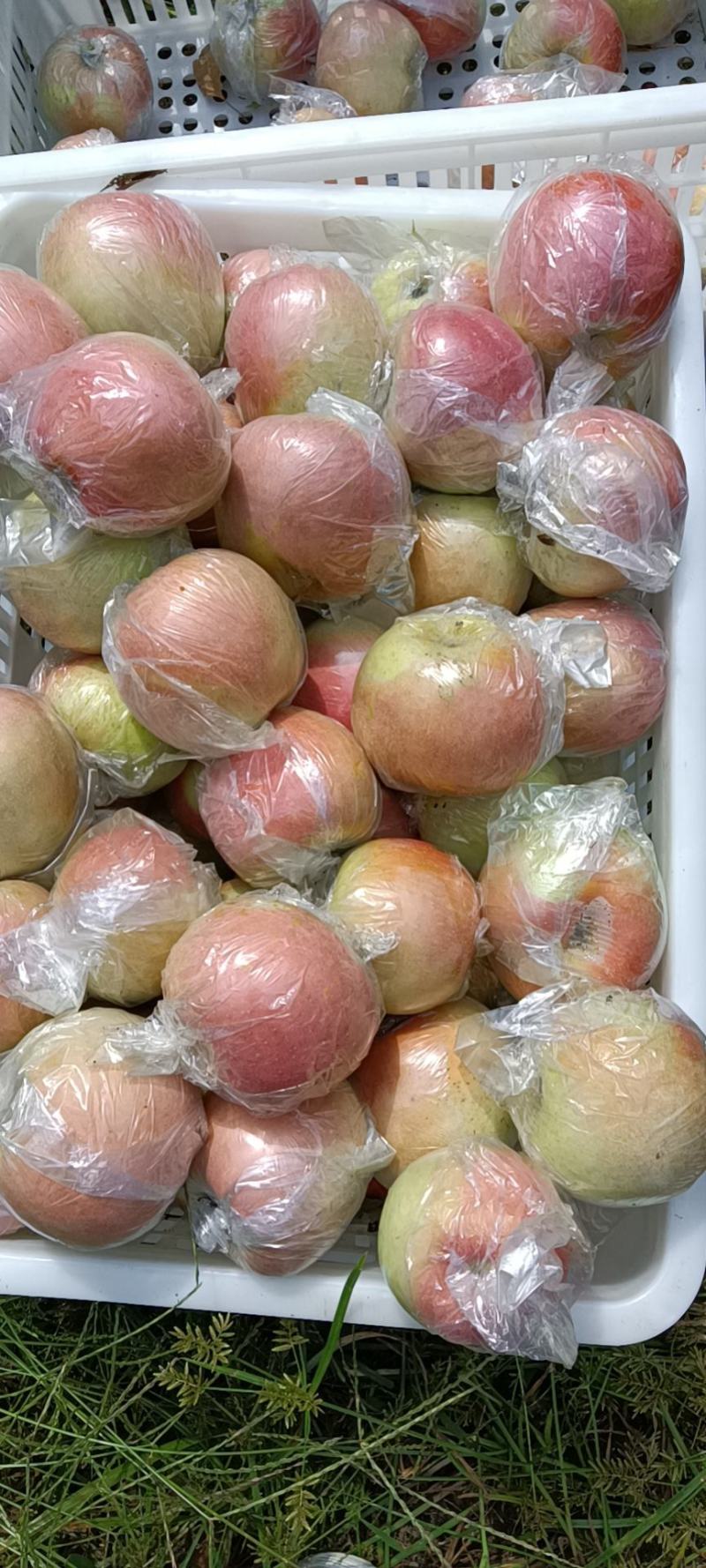 山东优质红富士苹果种植基地产地批发膜袋红富士