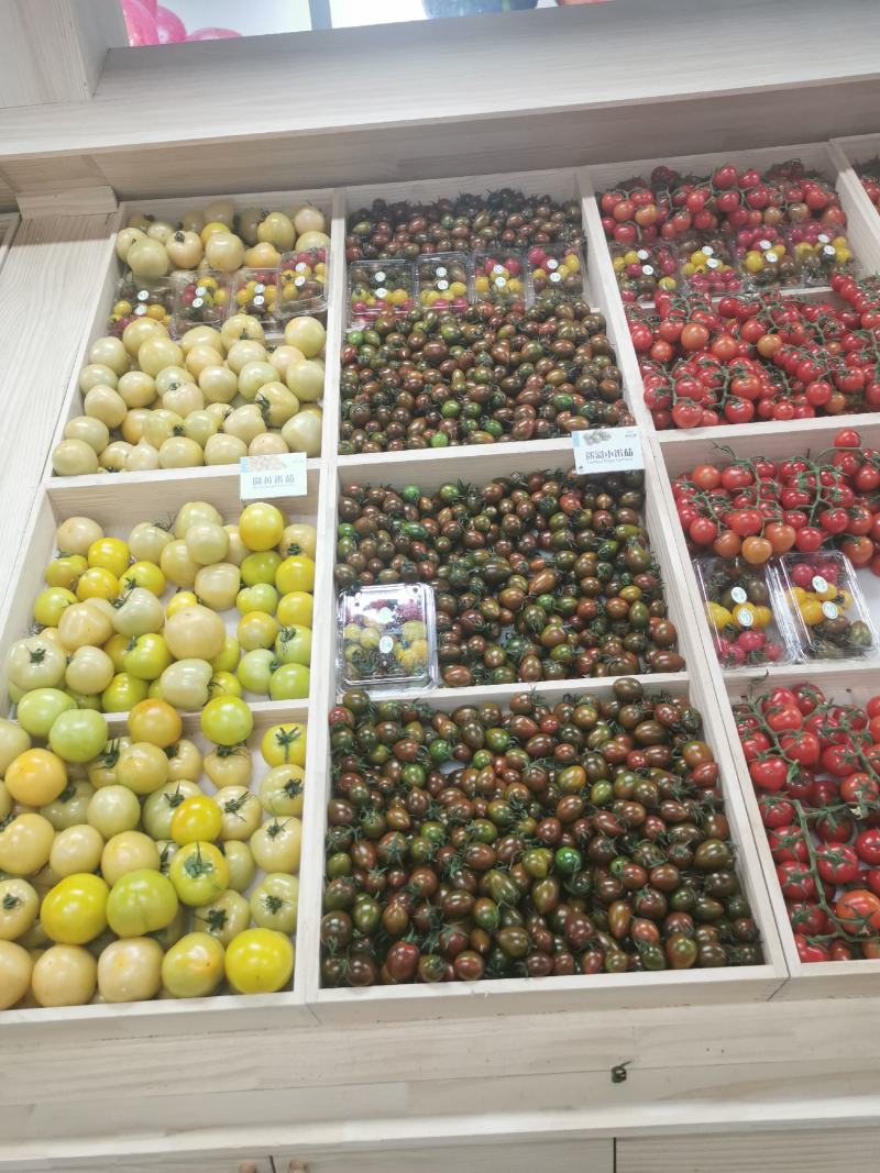 基地采摘专用西红柿苗（各种颜色，各种口味的各种果型）