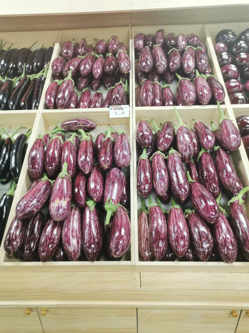 基地采摘专用西红柿苗（各种颜色，各种口味的各种果型）