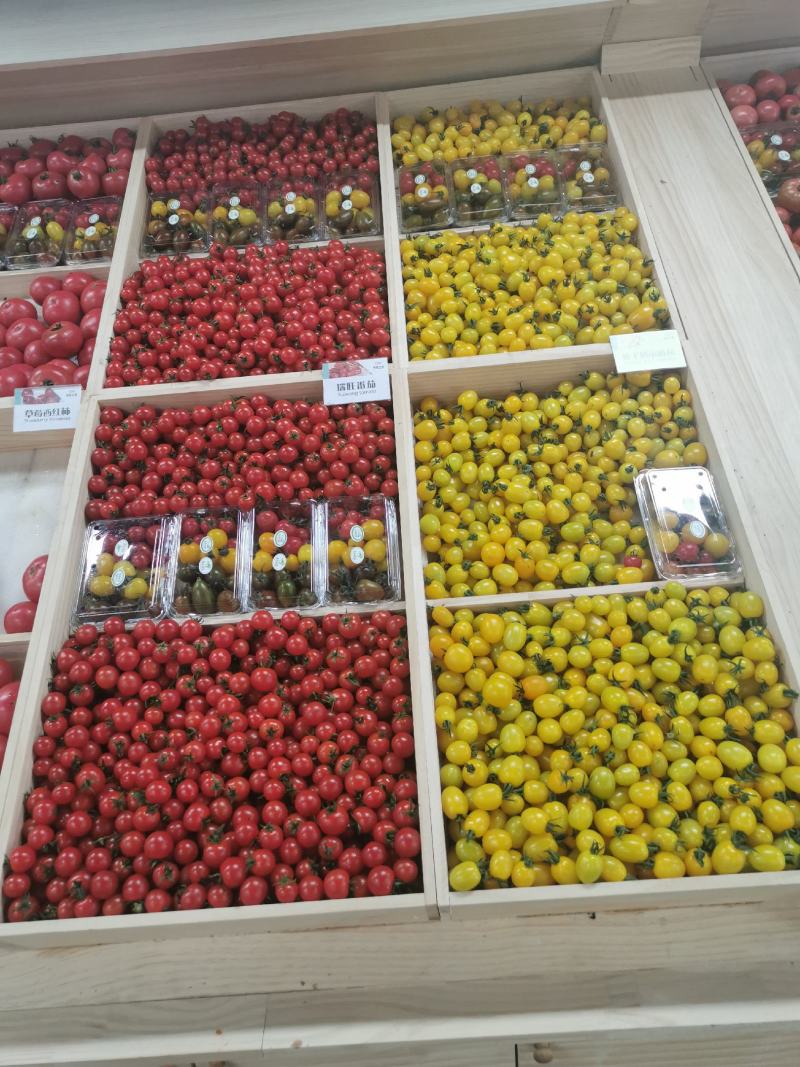基地采摘专用西红柿苗（各种颜色，各种口味的各种果型）