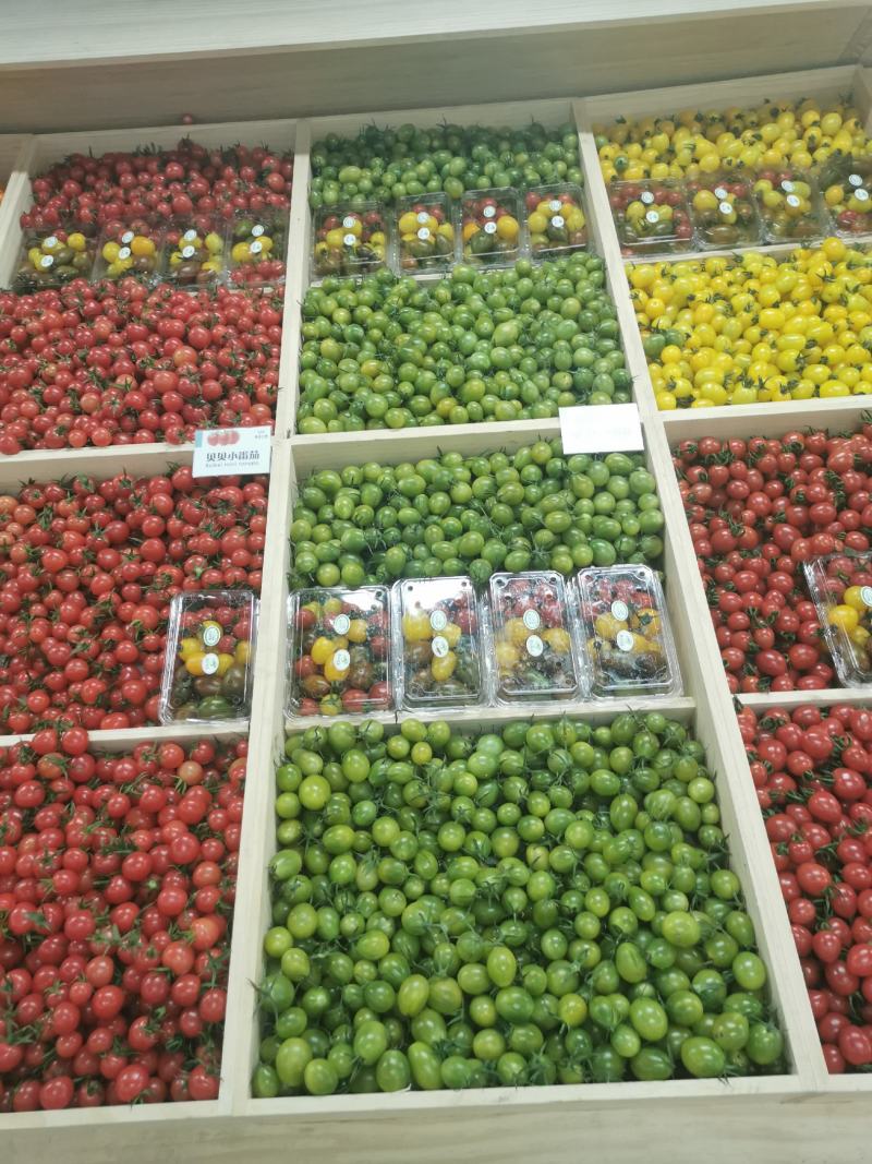 基地采摘专用西红柿苗（各种颜色，各种口味的各种果型）