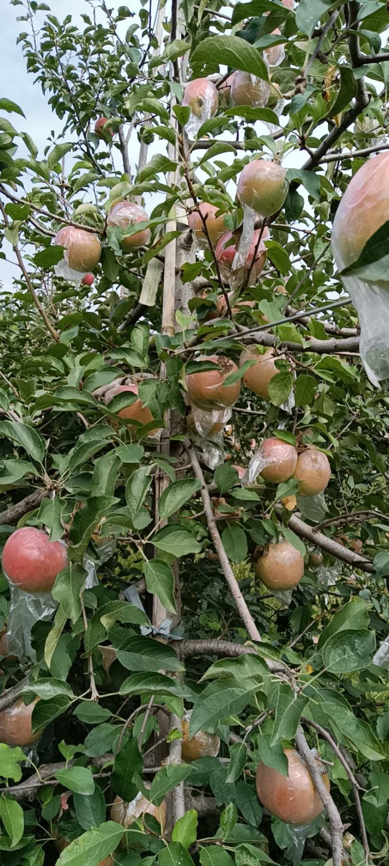 山东优质红富士苹果种植基地产地批发膜袋红富士