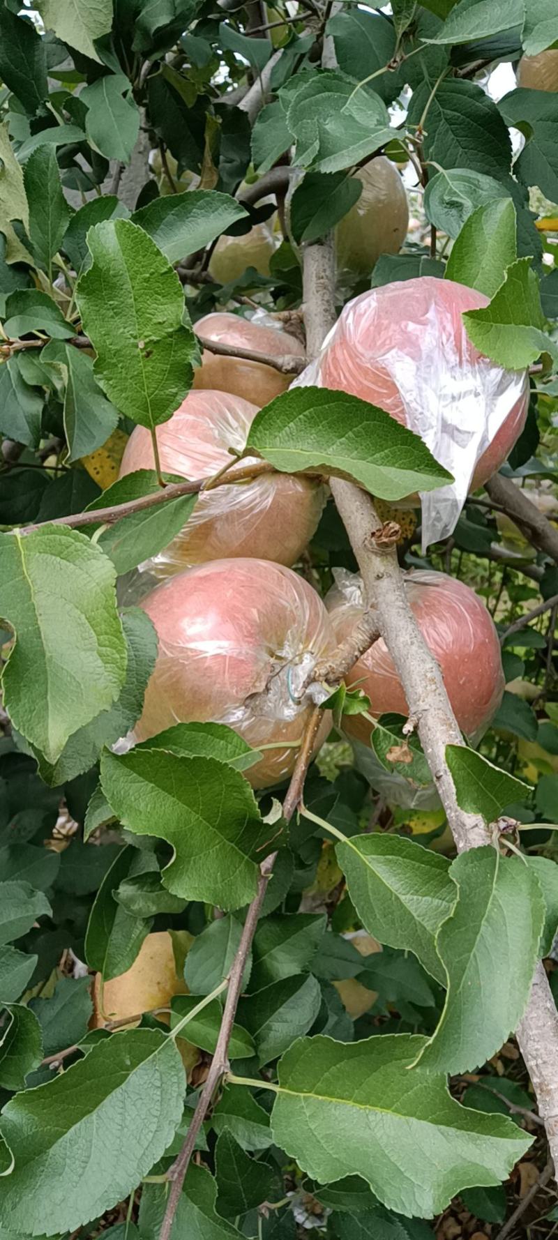 山东优质红富士苹果种植基地产地批发膜袋红富士