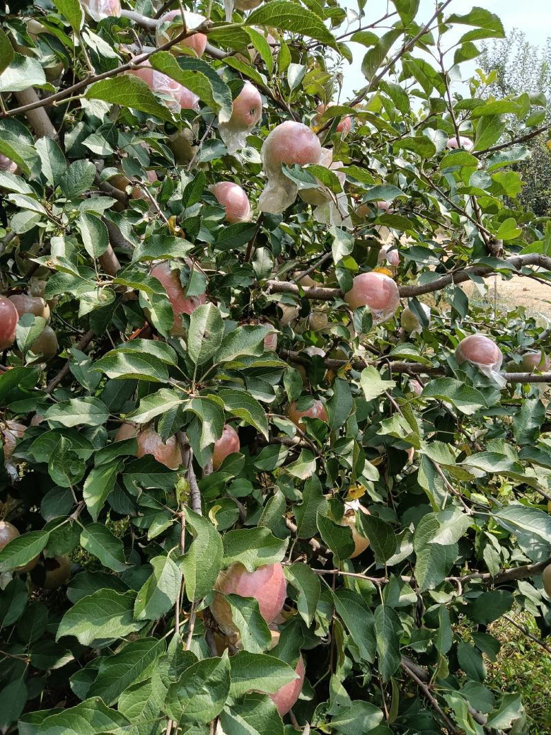 山东优质红富士苹果种植基地产地批发膜袋红富士