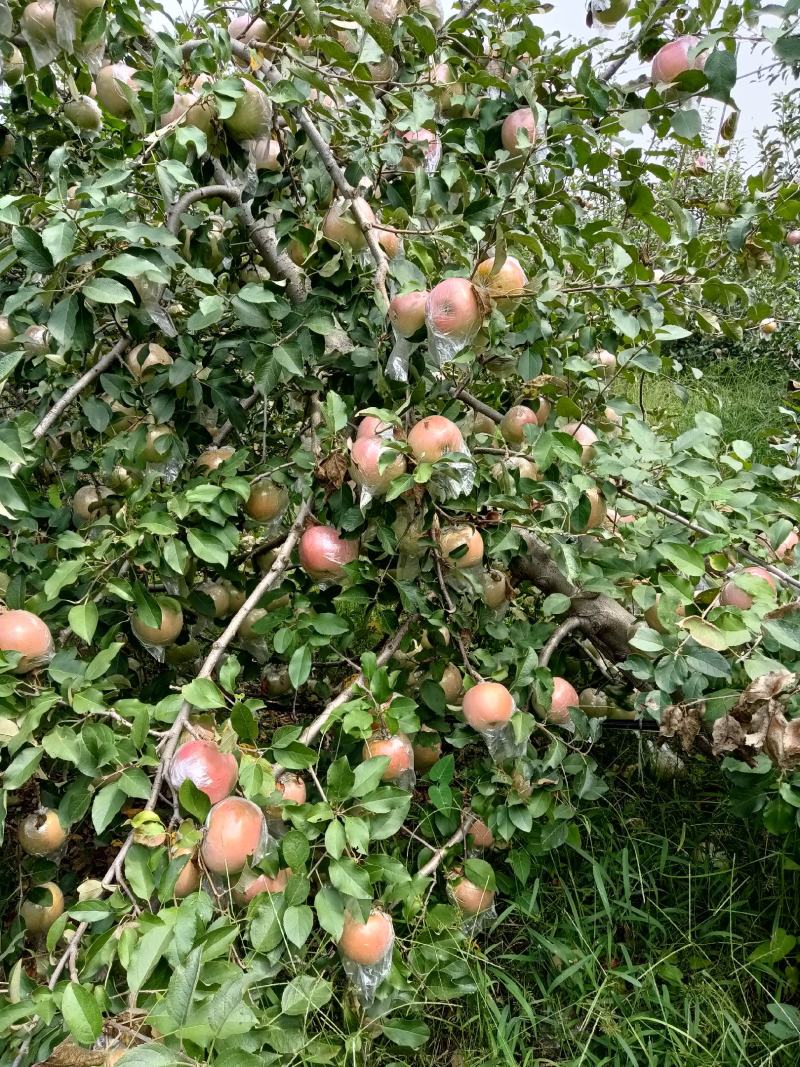山东优质红富士苹果种植基地产地批发膜袋红富士