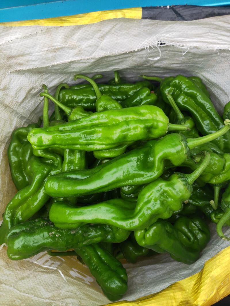 精品薄皮辣椒.15厘米左右，大棚秋延迟辣椒，鲜辣椒上市
