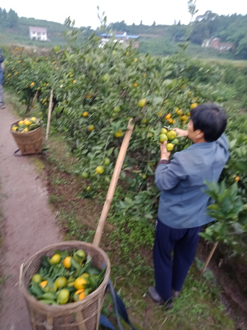 普早蜜桔，口感好，颜色光亮，一条龙服务，