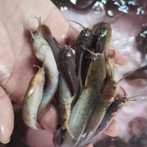 高品质杂交三黄本地塘角鱼苗，塘鲺苗规格齐全渔场直供。