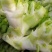 万亩儿菜基地，精品抱儿菜，又名多头菜，儿菜