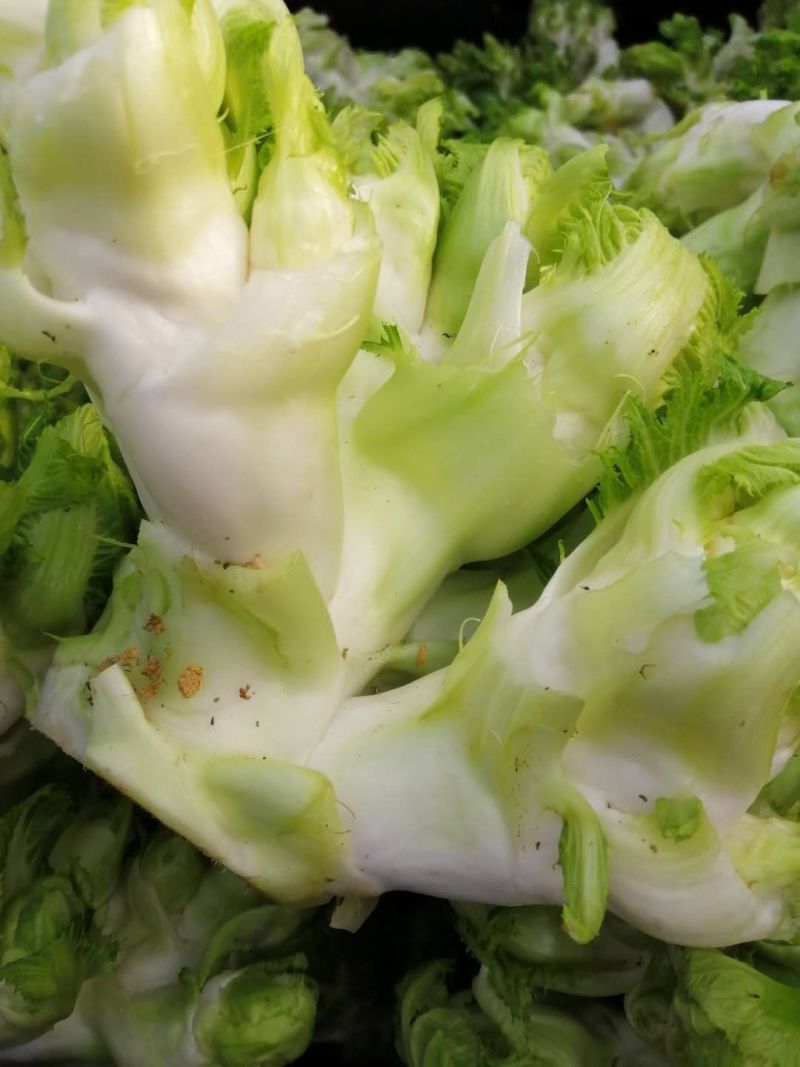 万亩儿菜基地，精品抱儿菜，又名多头菜，儿菜