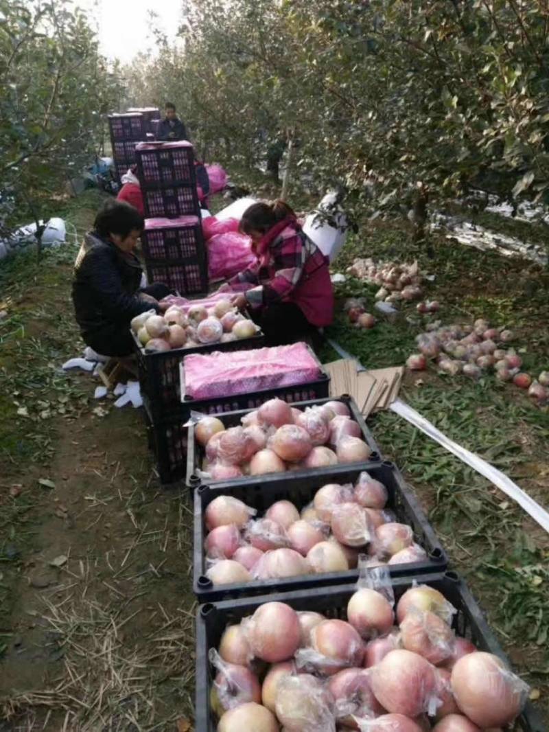 徐州丰县大沙河百果园水果基地，主营经营，早熟富士苹果
