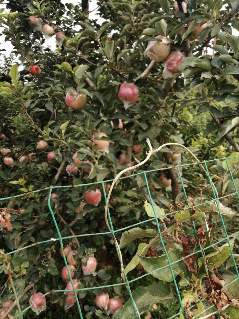 徐州丰县大沙河百果园水果基地，主营经营，早熟富士苹果