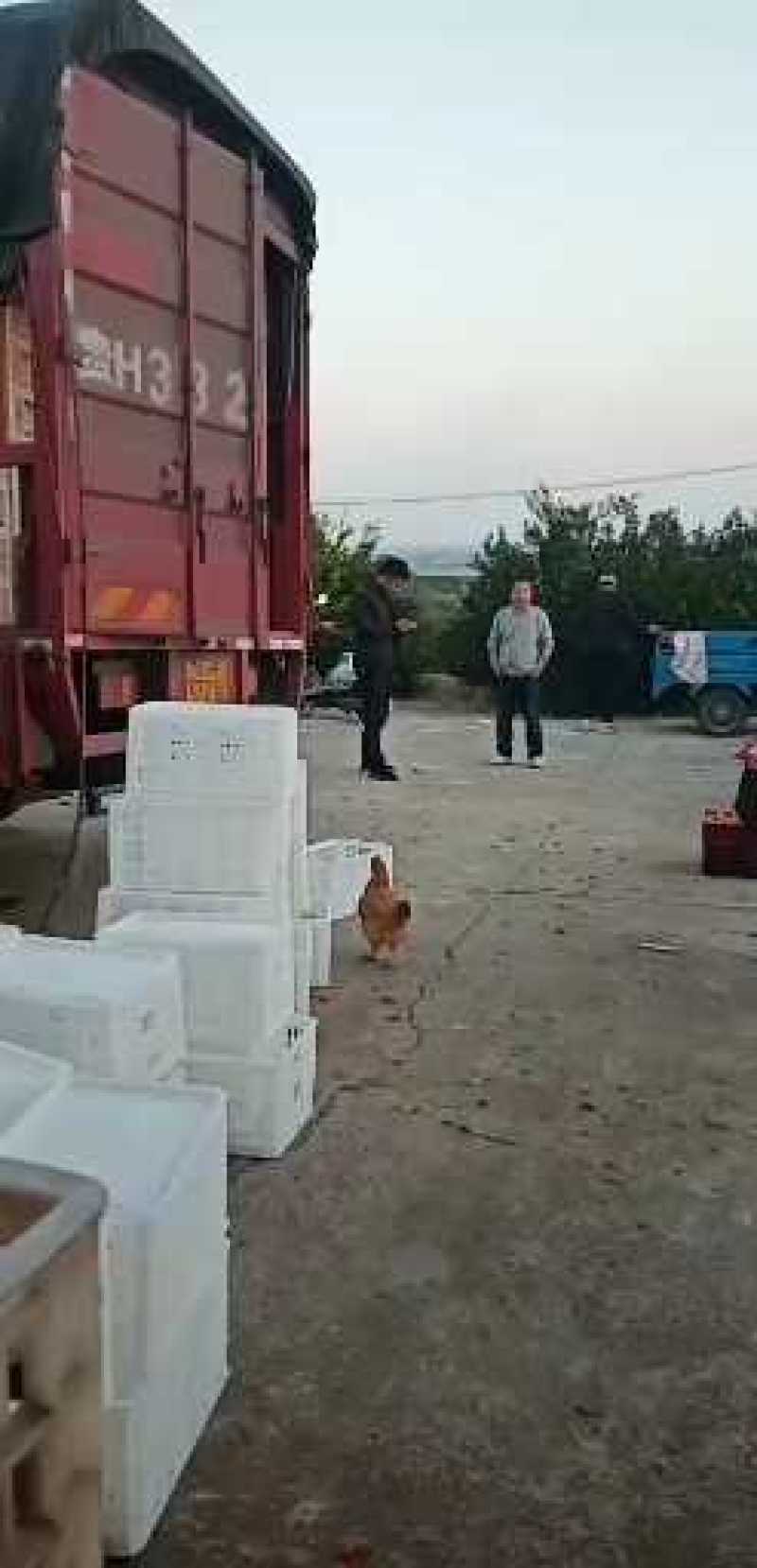江西桔蜜广，臭桔，棉10000斤起批质量100%保证