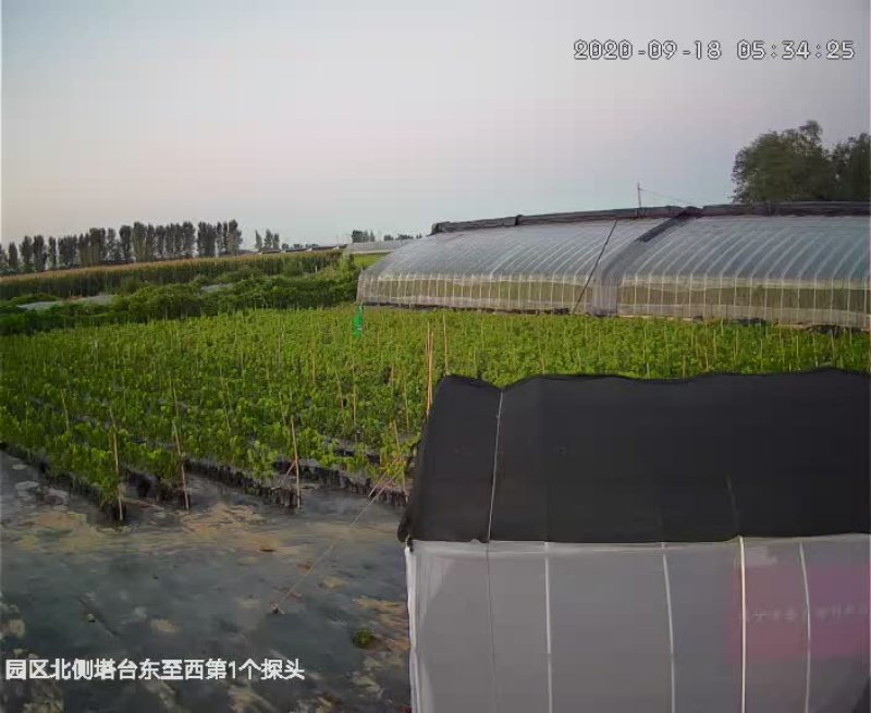 盆栽葡萄苗，2020年盆景苗