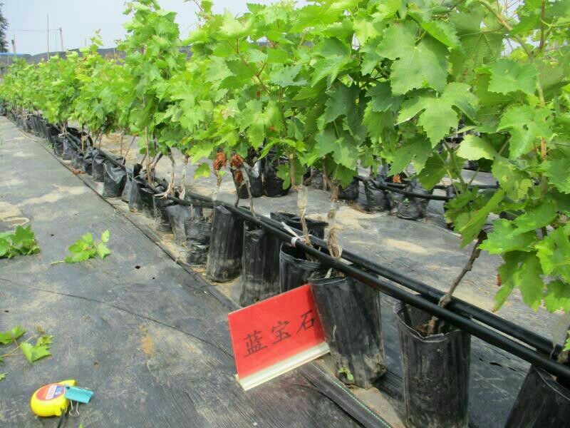 盆栽葡萄苗，2020年盆景苗