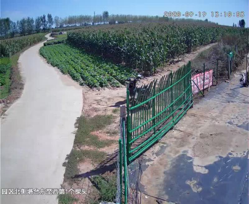 盆栽葡萄苗，2020年盆景苗