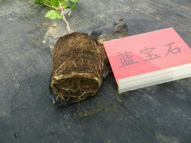 盆栽葡萄苗，2020年盆景苗