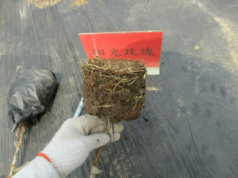 盆栽葡萄苗，2020年盆景苗