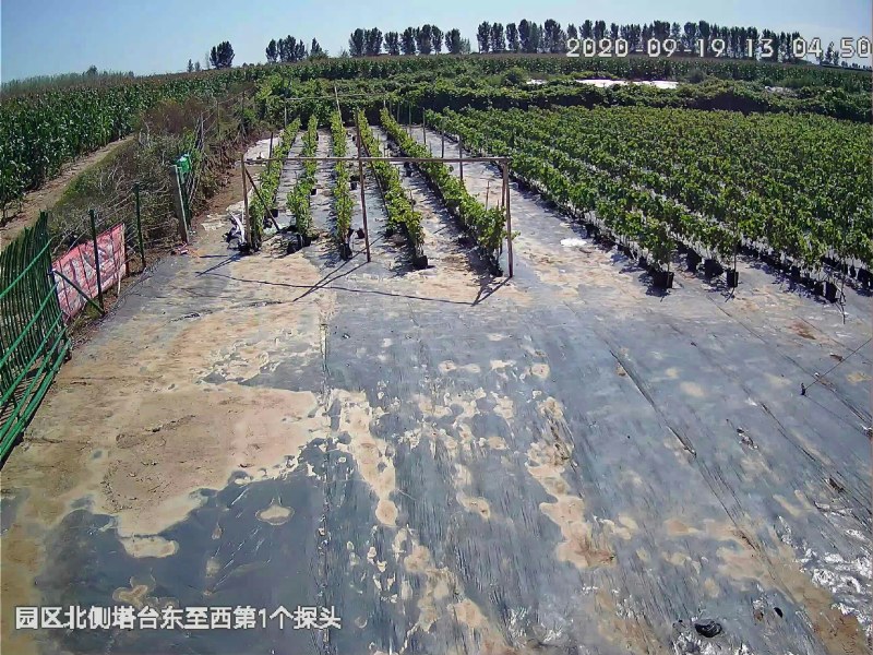 盆栽葡萄苗，2020年盆景苗