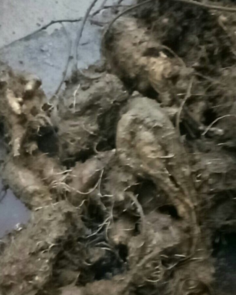 四叶参，羊乳参，鲜货，现釆挖，大货有需要的老板联系