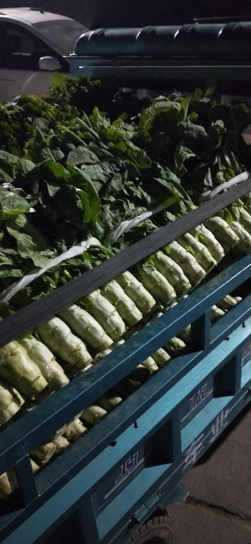 兰陵县三青皮圆叶莴笋莴苣，大量上市中，货源充足稳定