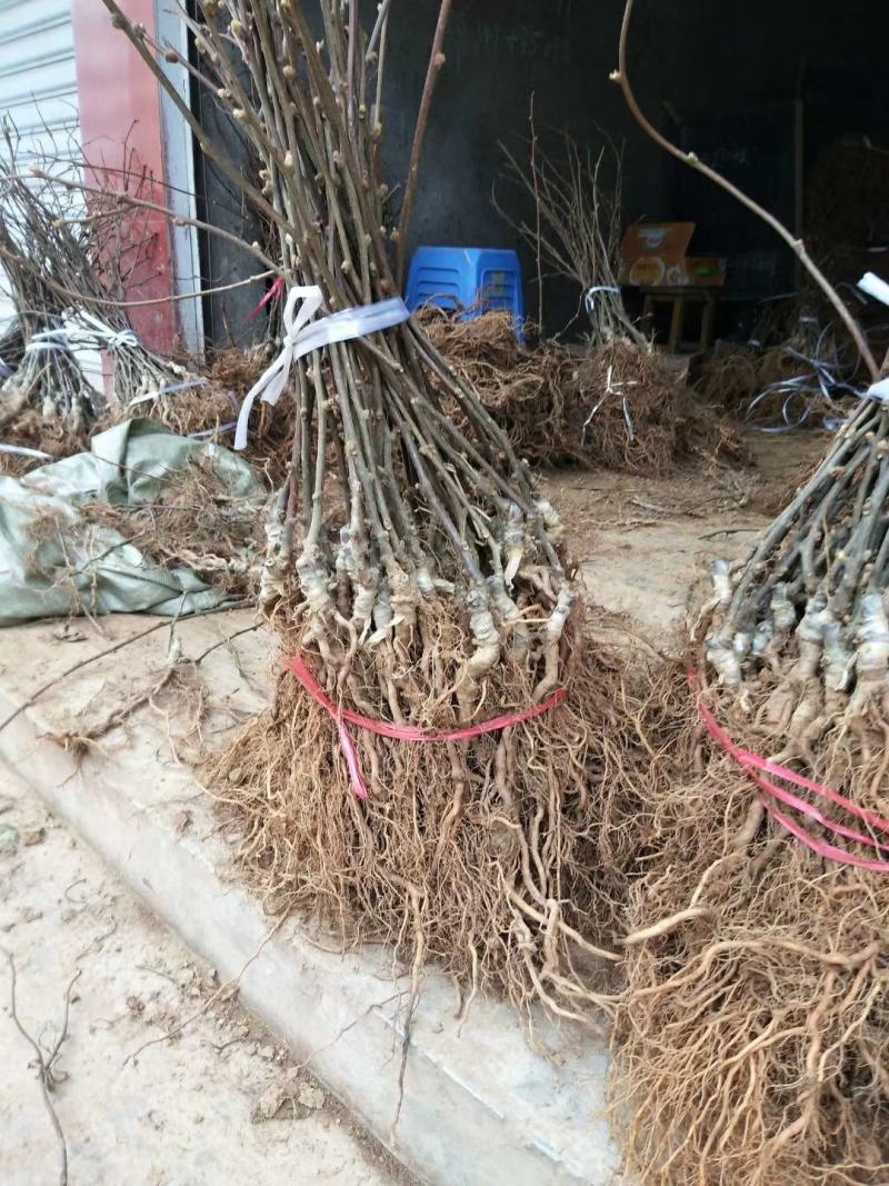 红心猕猴桃苗包成活包结果软枣猕猴桃苗，提供技术支持