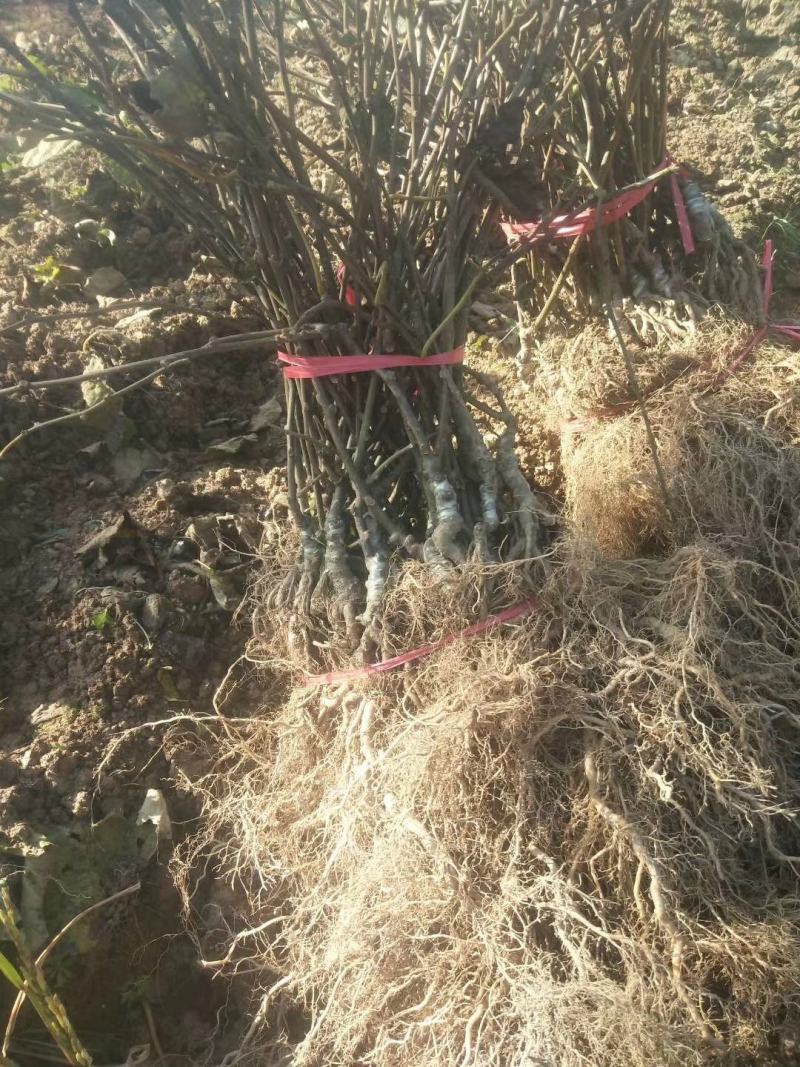 红心猕猴桃苗包成活包结果软枣猕猴桃苗，提供技术支持