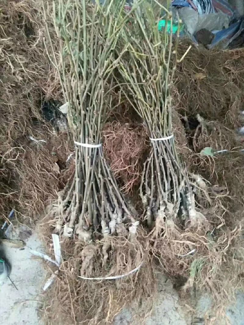 红心猕猴桃苗包成活包结果软枣猕猴桃苗，提供技术支持