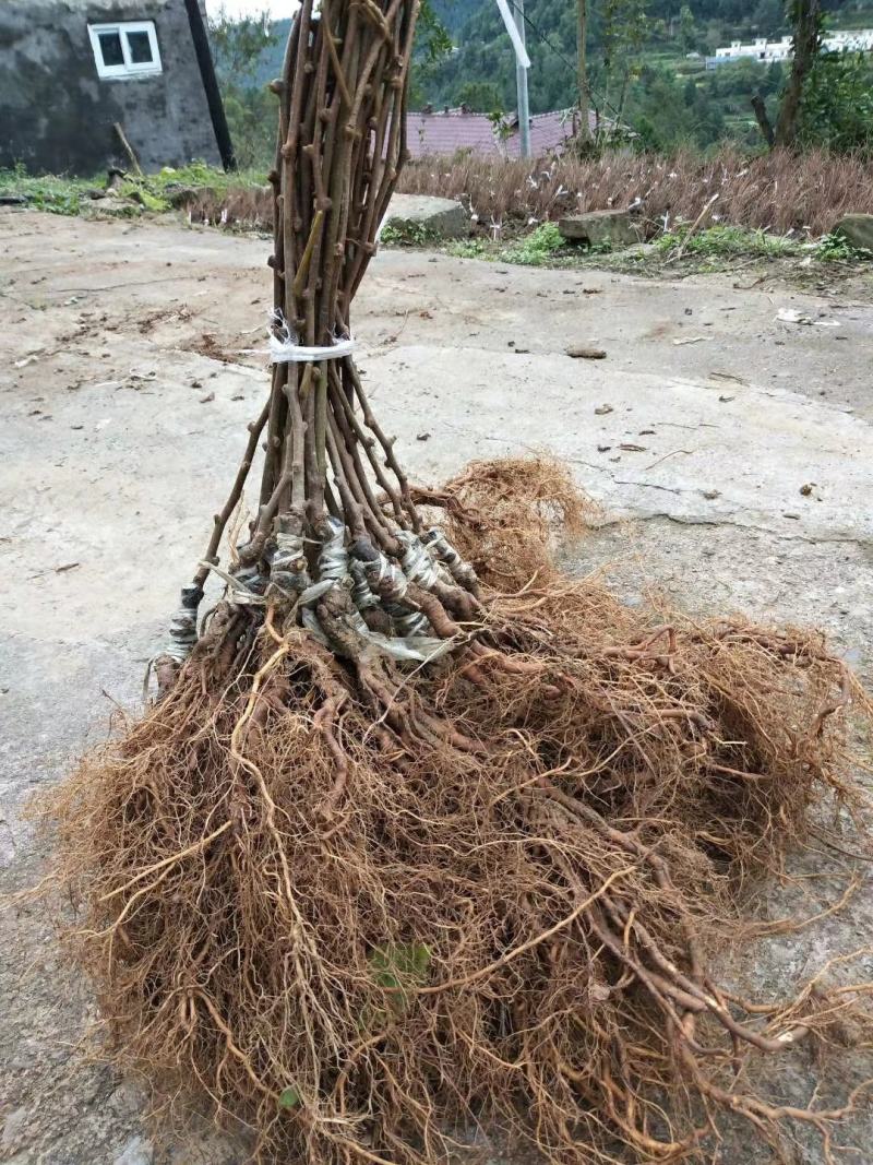 红心猕猴桃苗包成活包结果软枣猕猴桃苗，提供技术支持